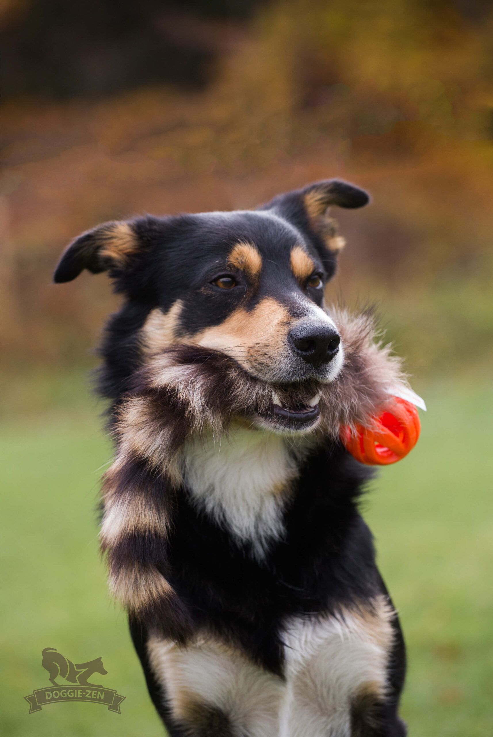 Doggie-Zen legetøj