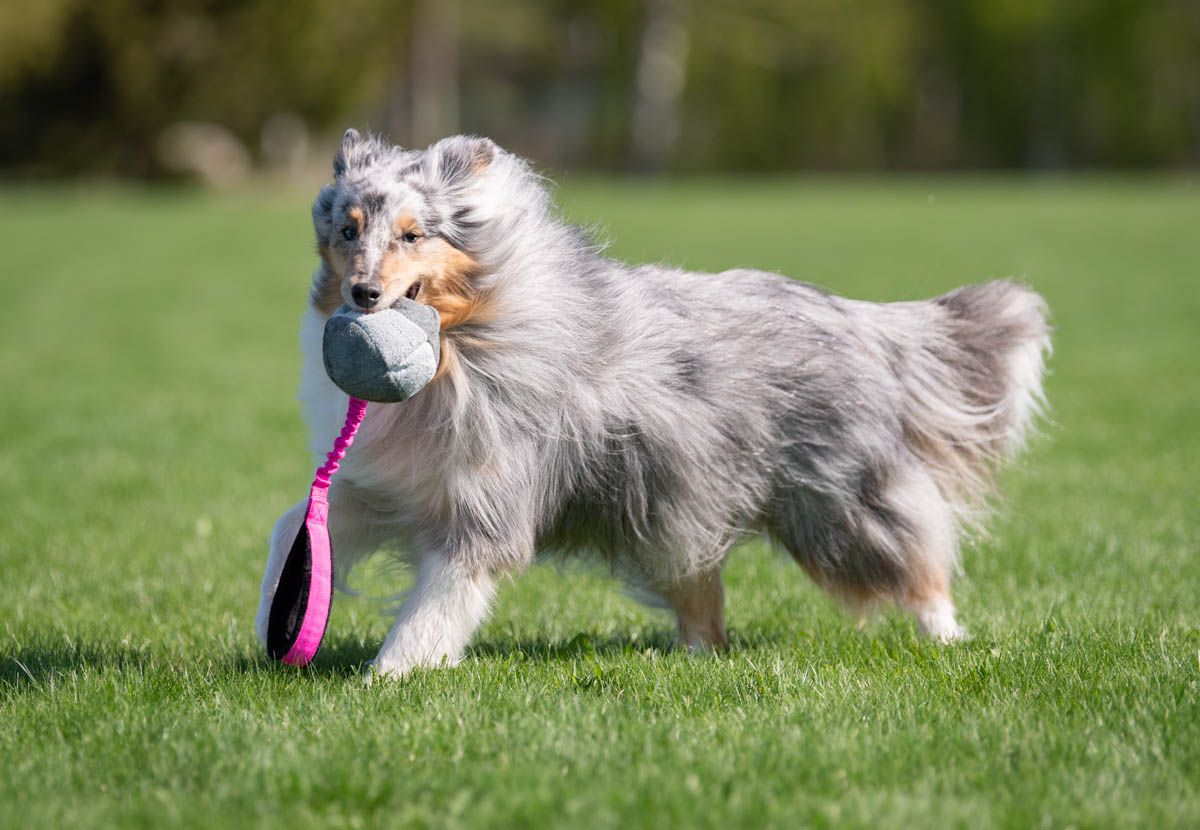 Joy of Dogsport BungeeChewie Ball