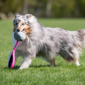 Joy of Dogsport BungeeChewie Ball